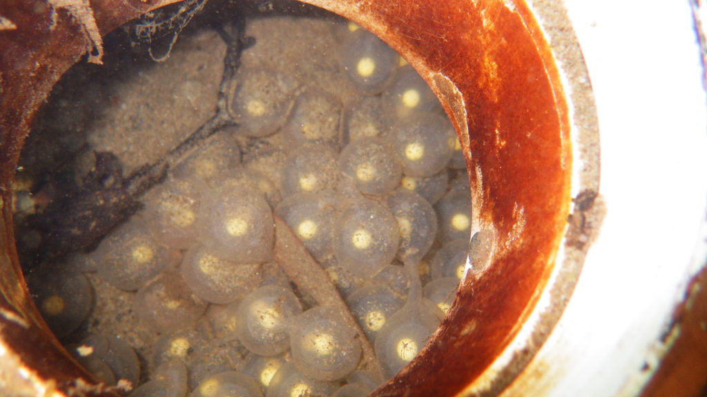 Eastern Hellbender eggs in a constructed nesting box