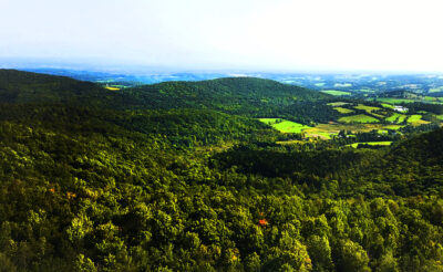 Forested Landscape