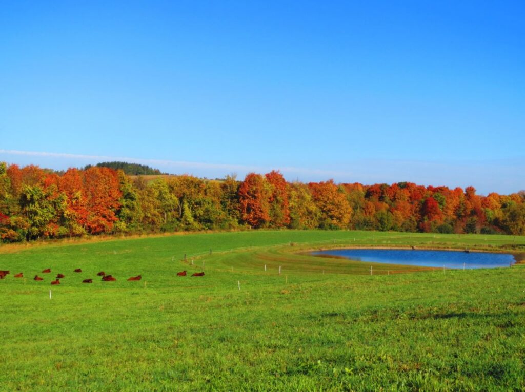 Healthy Pasture Landscape