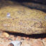 Eastern Hellbender