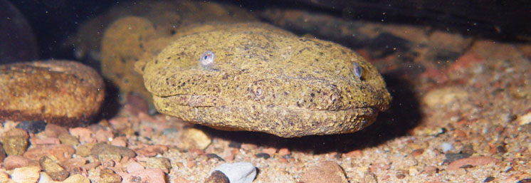 Eastern Hellbender