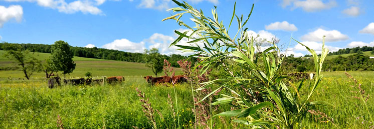 South Lebanon Buffer Project