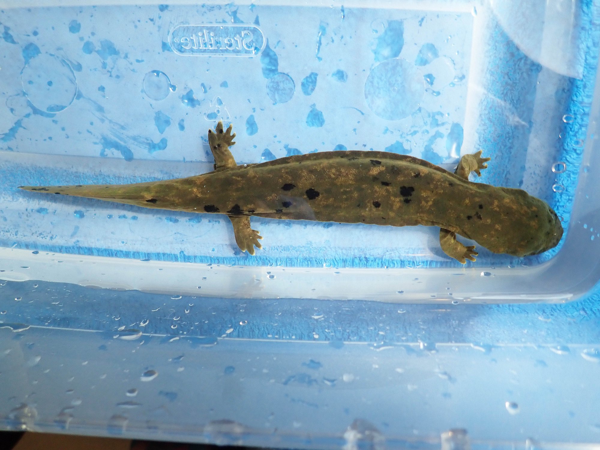 Eastern Hellbender eggs in a constructed nesting box