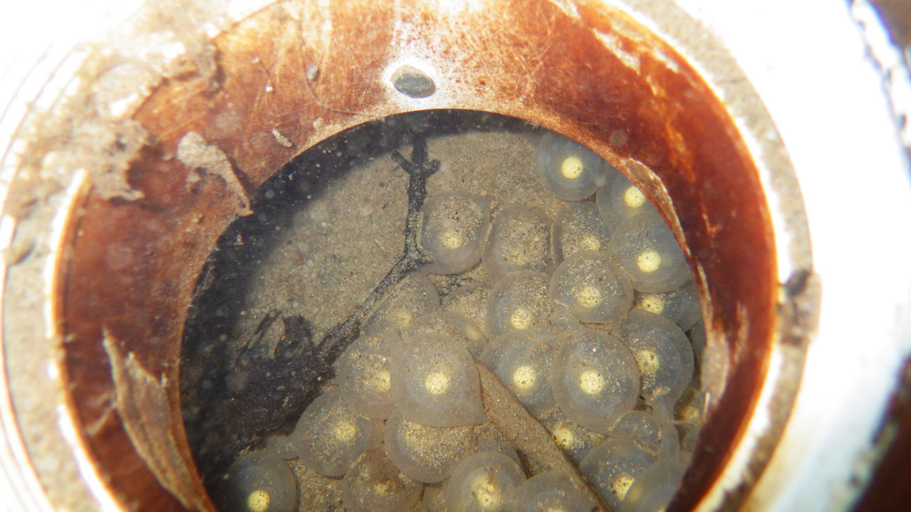 Hellbender eggs in artificial nesting box
