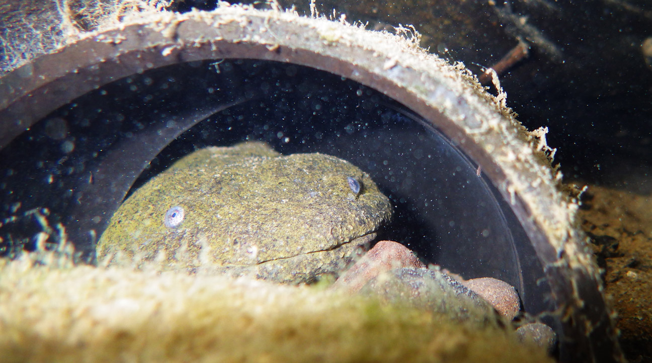 male Hellbender at entrance to artificial nesting box