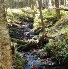 Butternut Creek