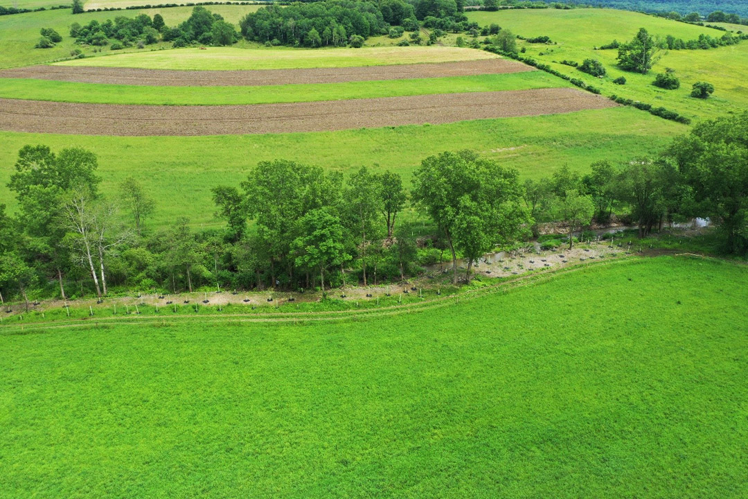 After buffer planting