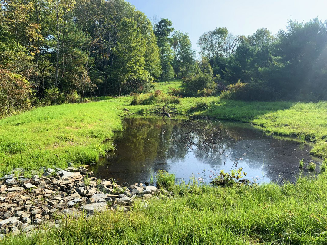 Vernal Pool