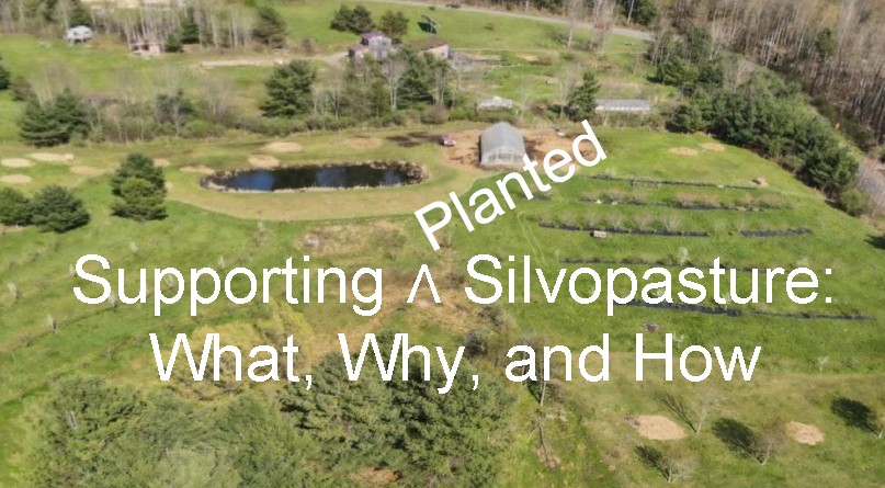 Planted Silvopastures for Livestock, Soil, and Watershed Health