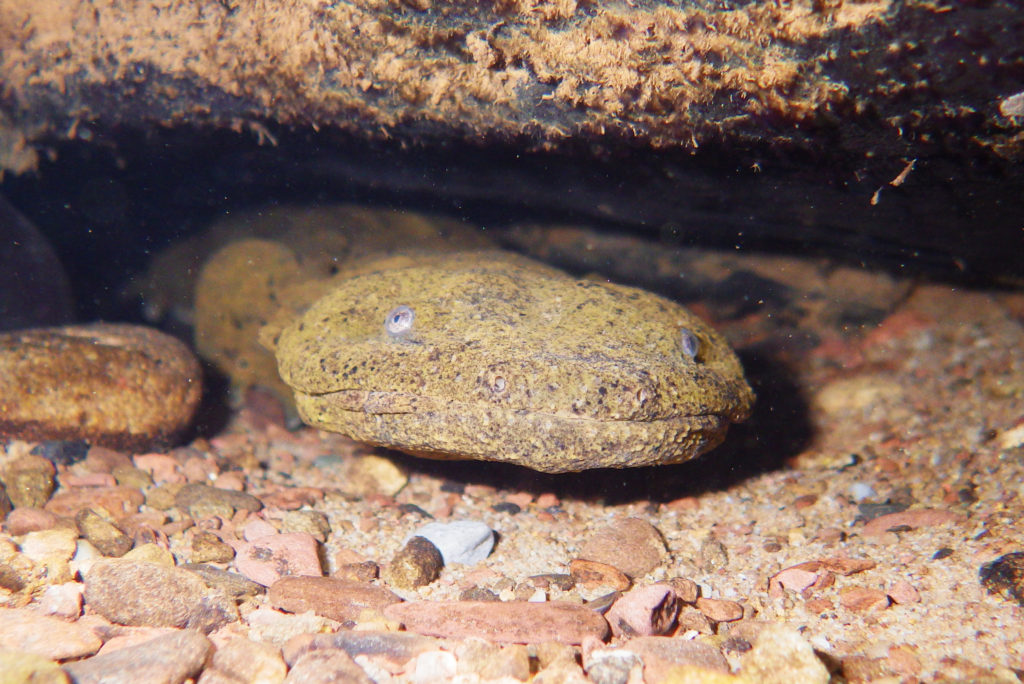 Eastern Hellbender