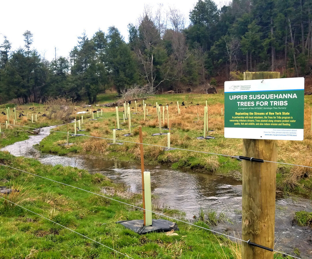 Trees for Tribs Project