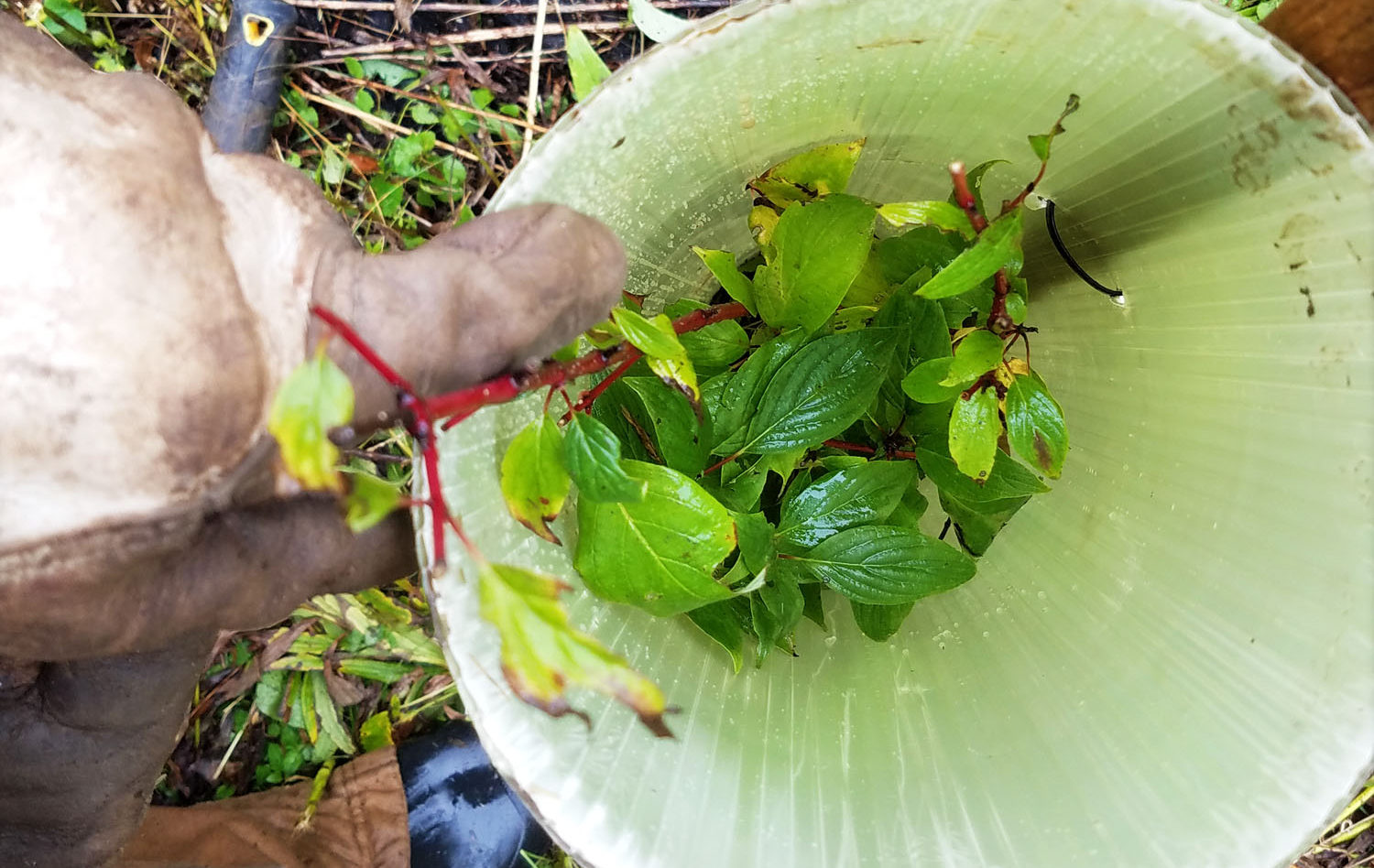 Trees For Tribs as an Excellent Source of Planting Material