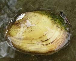 USC I-4 Project Watershed Study