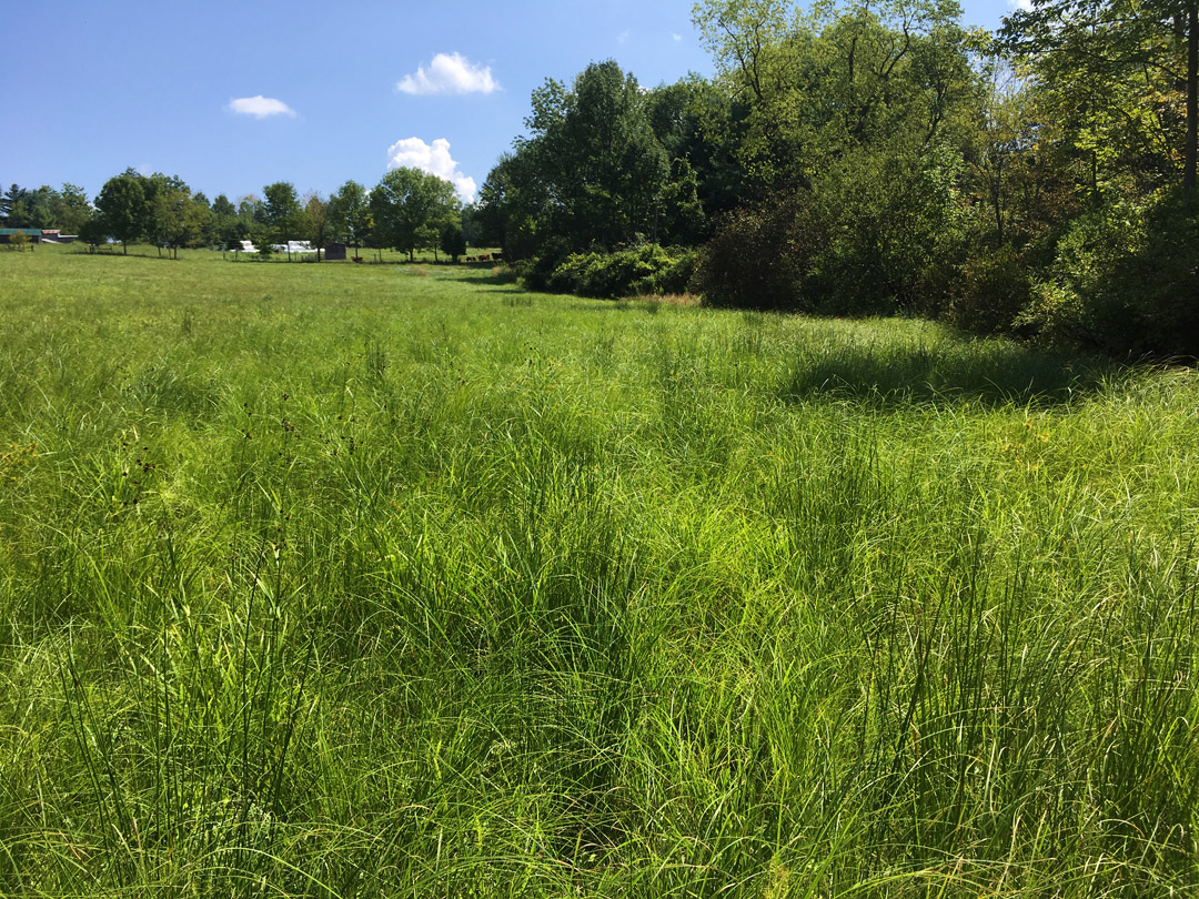 USC I-4 Project Watershed Study