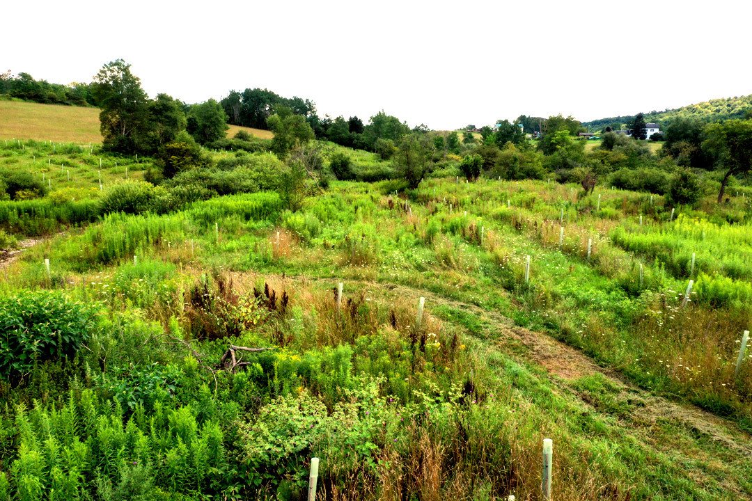 USC I-4 Project Watershed Study